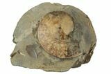 1.6" Cretaceous Fossil Ammonite (Sphenodiscus) - South Dakota - #189346-1